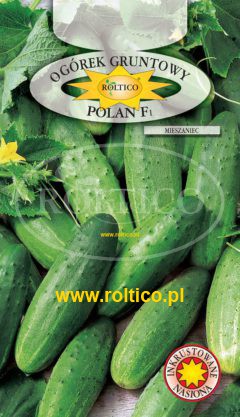 Ogórek gruntowy Polan – mieszaniec F1