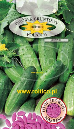Ogórek gruntowy Polan – mieszaniec F1