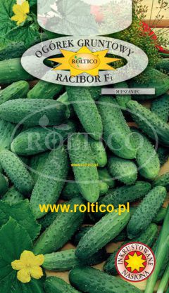 Ogórek gruntowy Racibor – mieszaniec F1