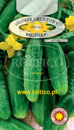 Ogórek gruntowy Regina – mieszaniec F1