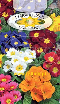 Pierwiosnek ogrodowy wyniosły – Mieszanka