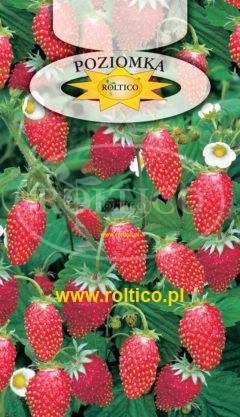 Poziomka Rugia