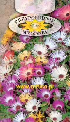 Przypołudnik – Mieszanka