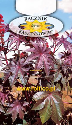Rącznik kasztanowiec