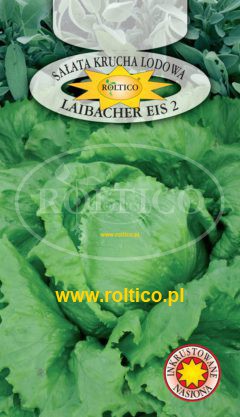 Sałata Kr. Lodowa Laibacher Eis 2