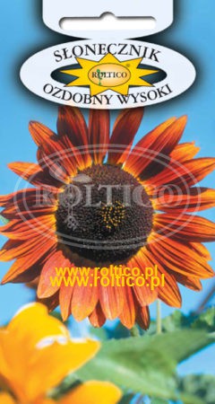 Słonecznik ozdobny – Wysoki czerwony