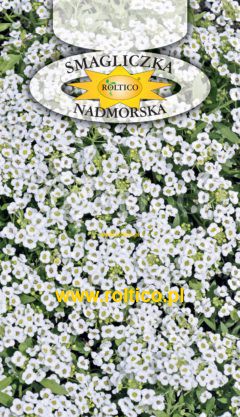 Smagliczka nadmorska – Biała