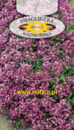 Smagliczka nadmorska – Różowa