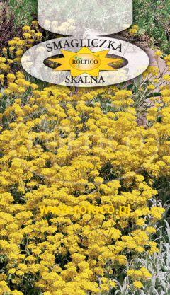 Smagliczka skalna – żółta