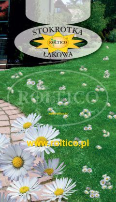 Stokrotka łąkowa – Do ozdoby trawników
