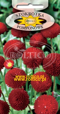 Stokrotka Pomponowa – Czerwona