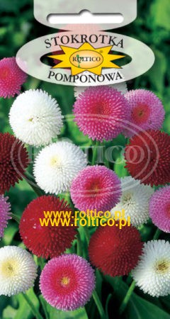 Stokrotka Pomponowa – Mieszanka