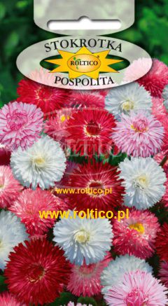 Stokrotka Pospolita – Monstrosa – Mieszanka