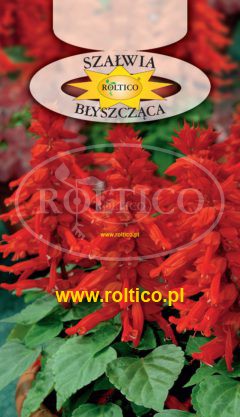 Szałwia błyszcząca czerwona – wysoka