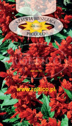 Szałwia błyszcząca czerwona – Picolo – niska