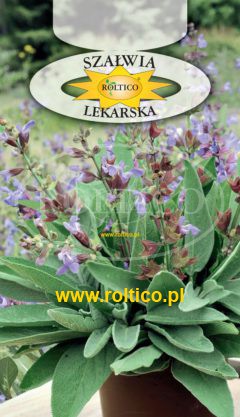 Szałwia lekarska