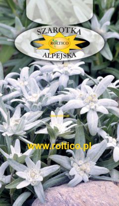 Szarotka alpejska – Biała