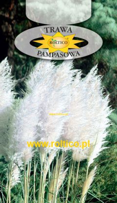 Trawa pampasowa – Biała