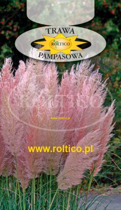 Trawa pampasowa – Różowa