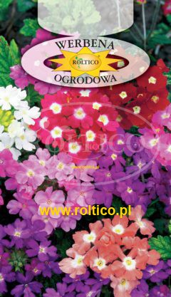Werbena ogrodowa – Mieszanka niska
