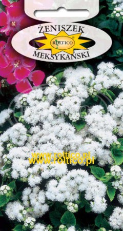 Żeniszek meksykański – Biały
