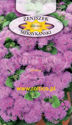 Żeniszek meksykański – Różowy