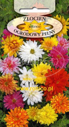 Złocień ogrodowy – Mieszanka