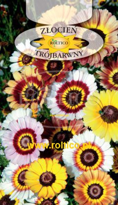 Złocień trójbarwny