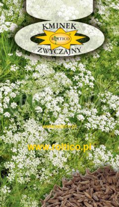 Kminek zwyczajny