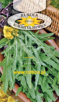 Rukola Rokietta Siewna