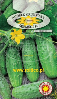 Ogórek gruntowy Śremski – mieszaniec F1
