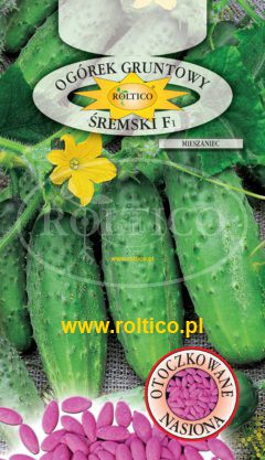 Ogórek gruntowy Śremski – mieszaniec F1