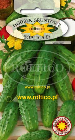 Ogórek gruntowy Soplica – mieszaniec F1
