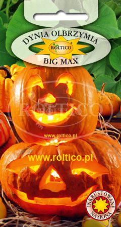 Dynia olbrzymia Big Max