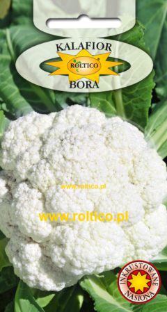 Kalafior Bora