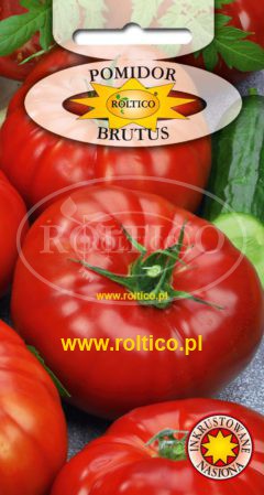 Pomidor gruntowy Brutus