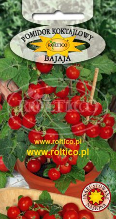 Pomidor koktajlowy (balkonowy) Bajaja