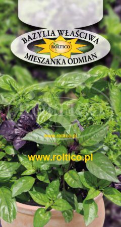 Bazylia właściwa – mieszanka odmian