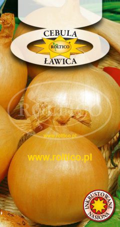 Cebula Ławica
