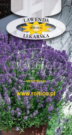 Lawenda lekarska