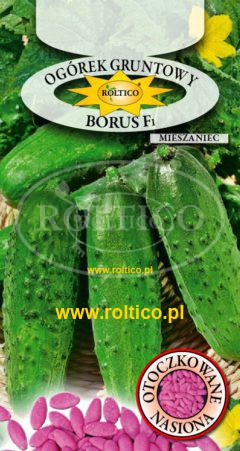 Ogórek gruntowy Borus – mieszaniec F1
