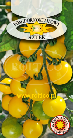 Pomidor Koktajlowy Aztek