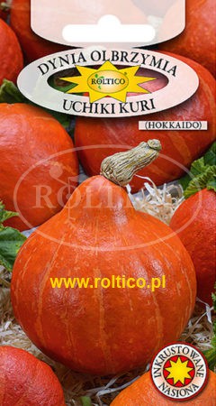Dynia olbrzymia Uchiki Kuri (Hokkaido)