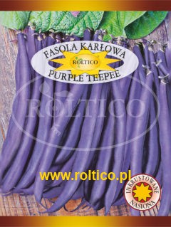 Fasola karłowa Purple Teepee