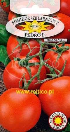 Pomidor szklarniowy Pedro – mieszaniec F1