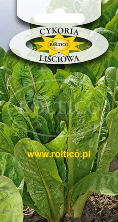 Cykoria Liściowa