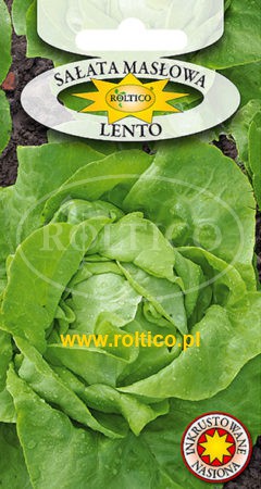 Sałata masłowa Lento