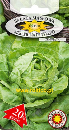Sałata masłowa Meraviglia D’Inverno – zimująca