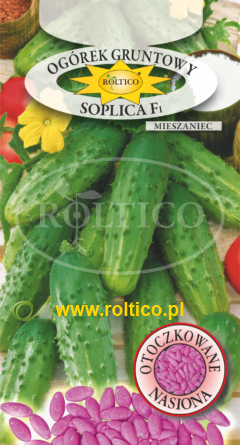 Ogórek gruntowy Soplica – mieszaniec F1