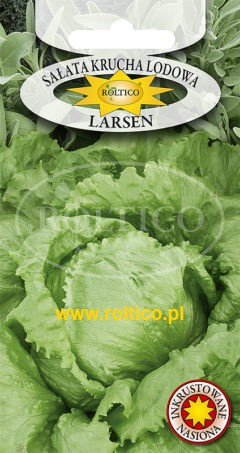 Sałata Krucha Lodowa Larsen